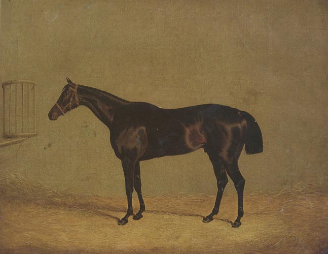 The Racehorse 